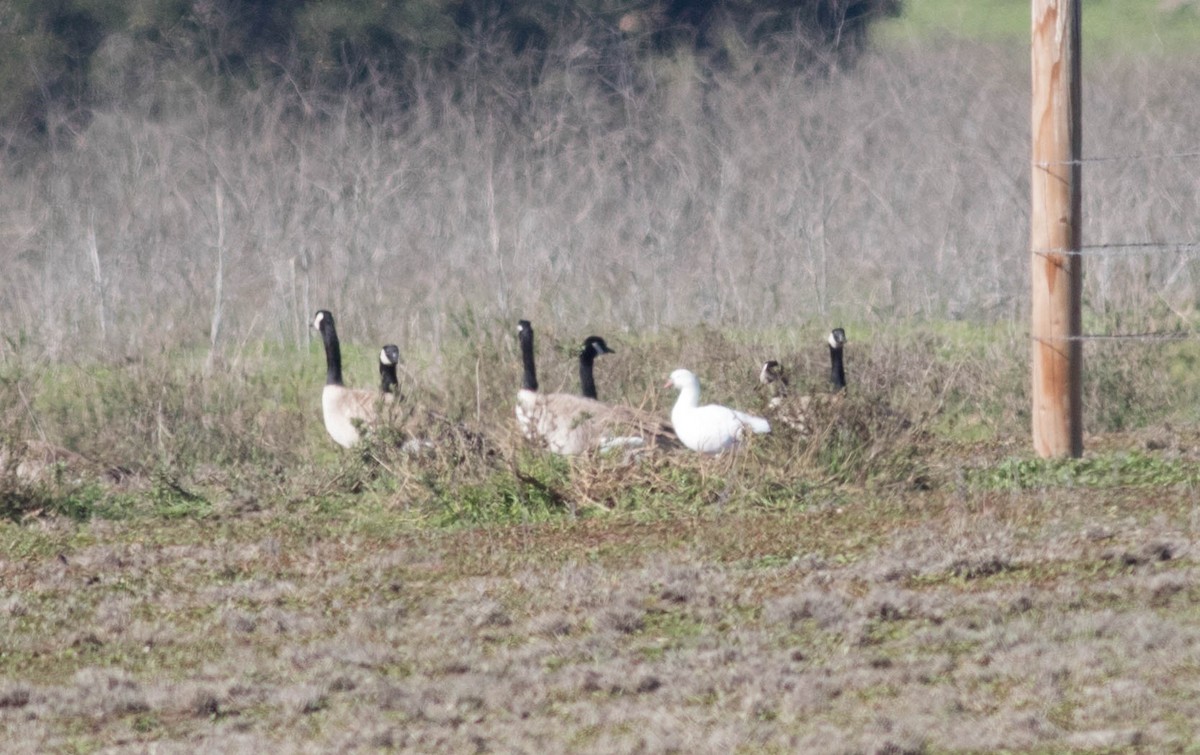 Ross's Goose - ML46613181