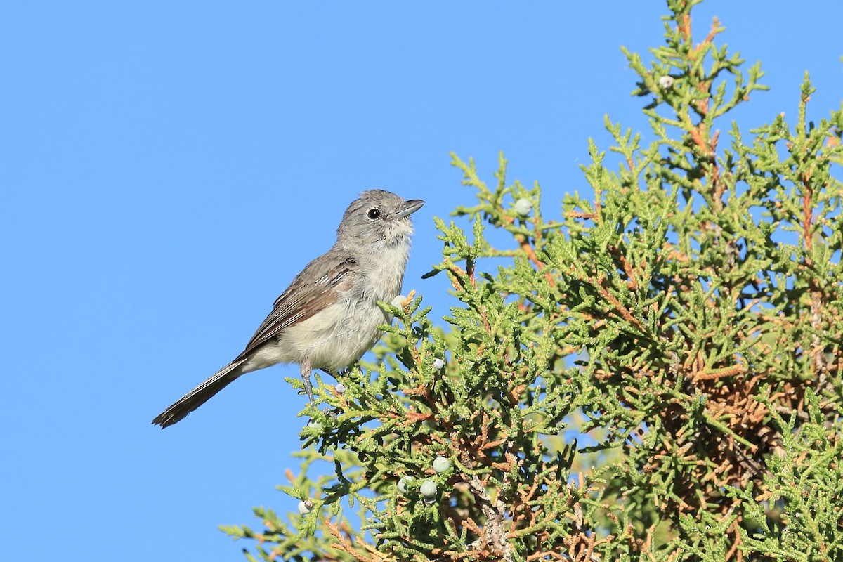 Gray Vireo - ML466132801