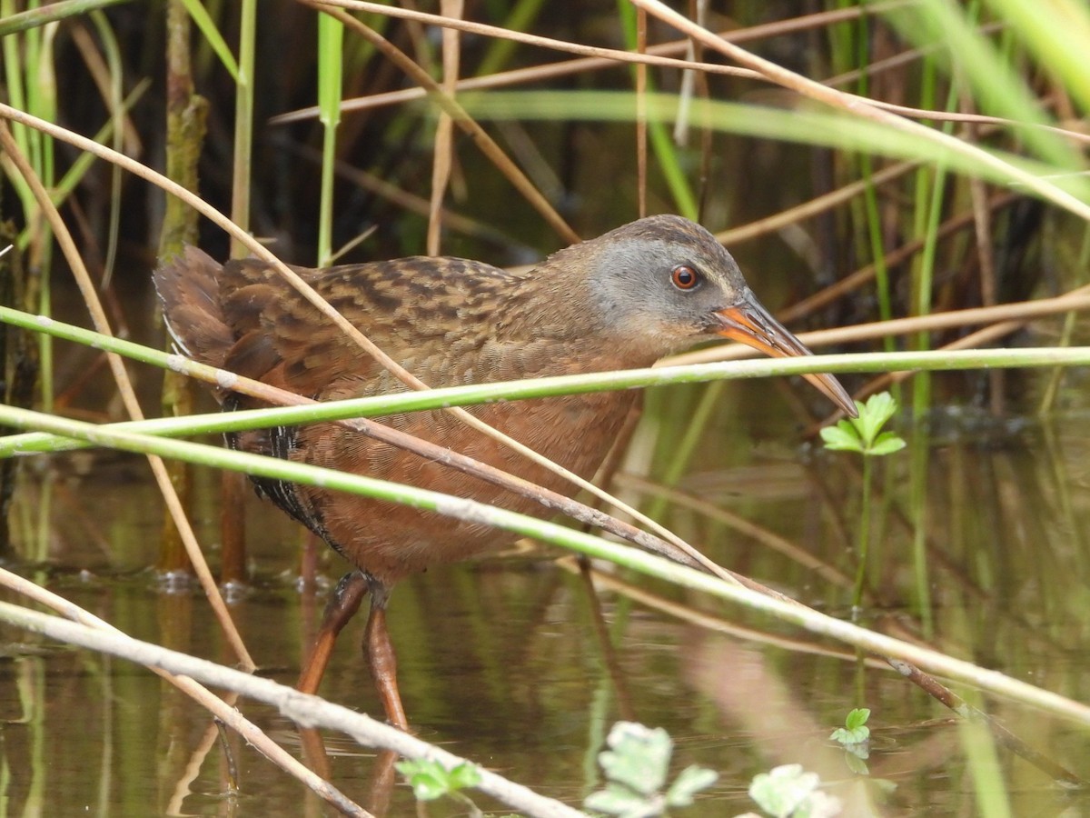 Virginia Rail (Virginia) - ML466132991