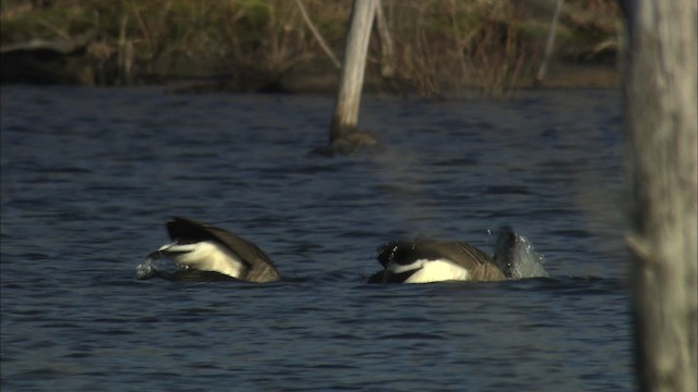 Canada Goose - ML466134