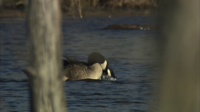 Canada Goose - ML466135