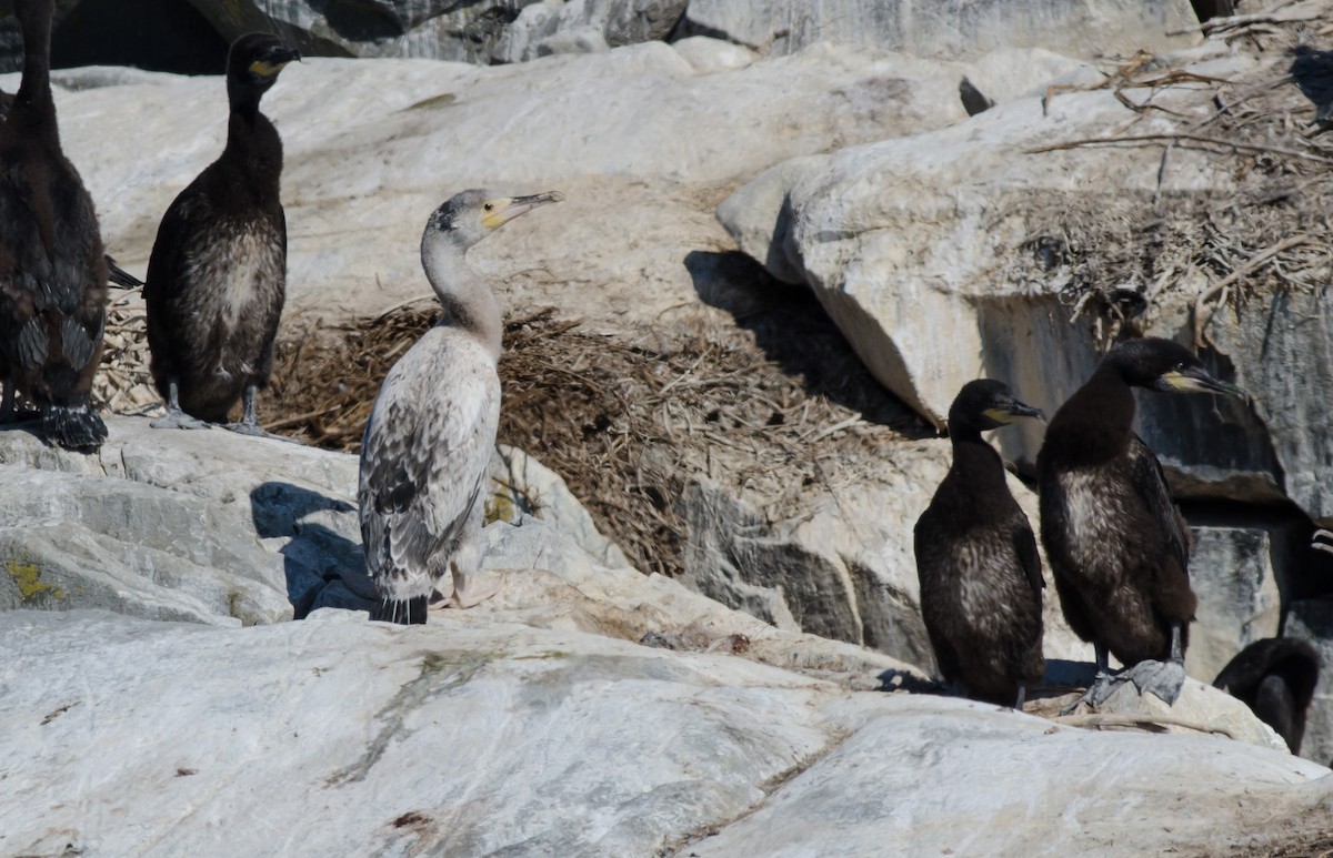 Great Cormorant - Alix d'Entremont