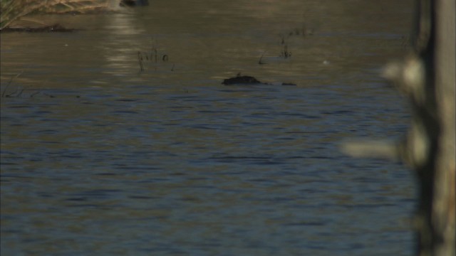 Hooded Merganser - ML466139