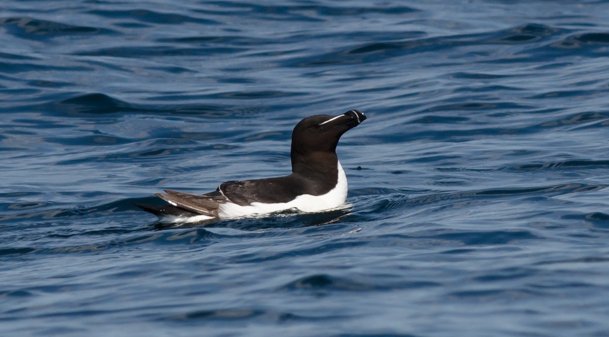 Razorbill - Alix d'Entremont