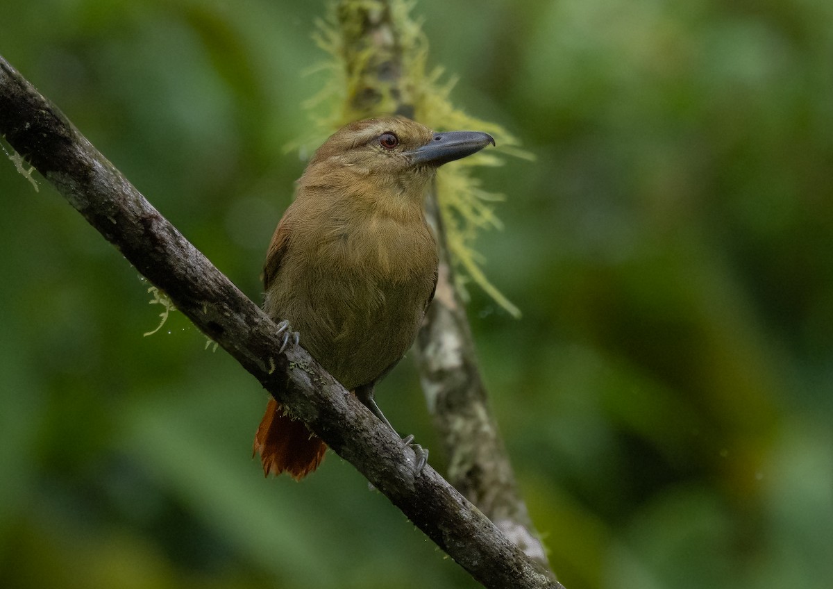 Russet Antshrike - ML466141421