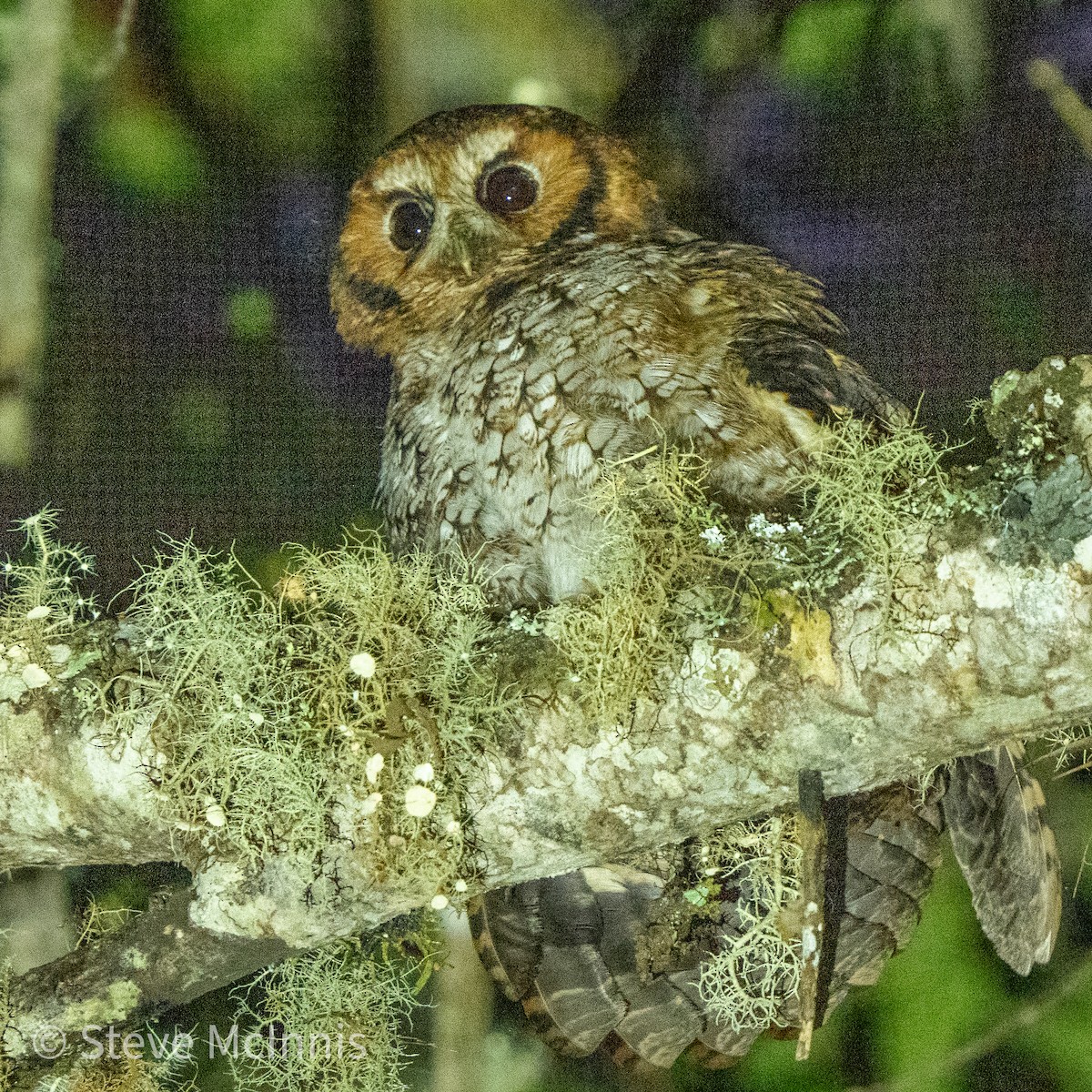 Cloud-forest Screech-Owl - Steve McInnis