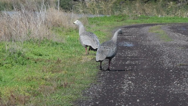 Cape Barren Goose - ML466142781