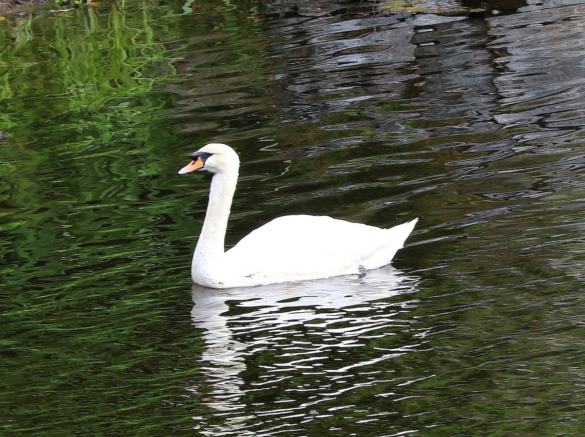 Mute Swan - ML466142821