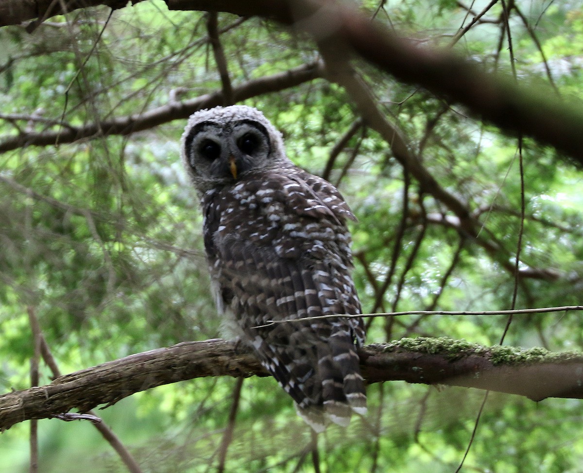 Barred Owl - ML466142891