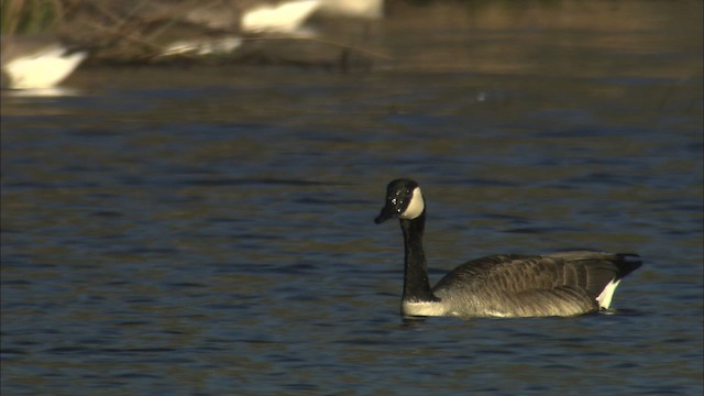 Canada Goose - ML466145