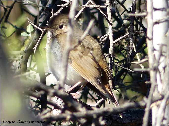 Hermit Thrush - ML46614611