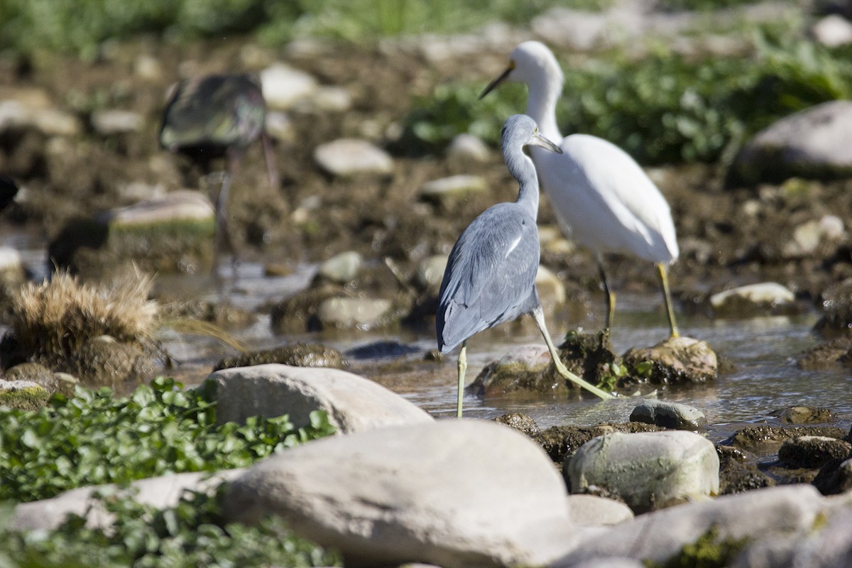 Little Blue Heron - ML466146281