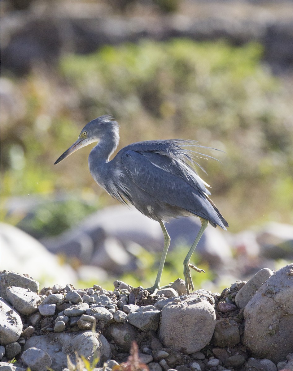 Little Blue Heron - ML466146931