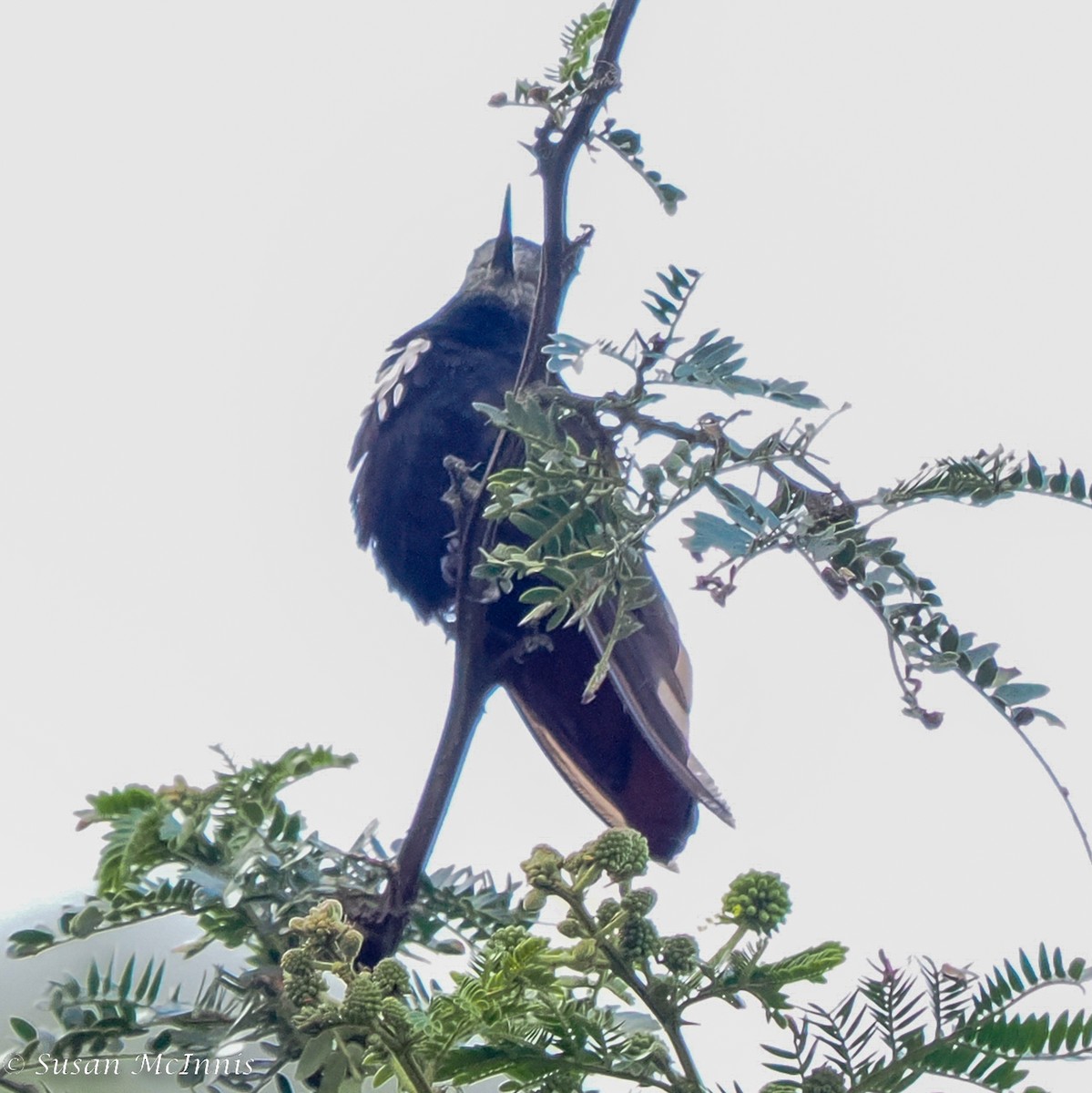 kolibřík černokápý - ML466147251