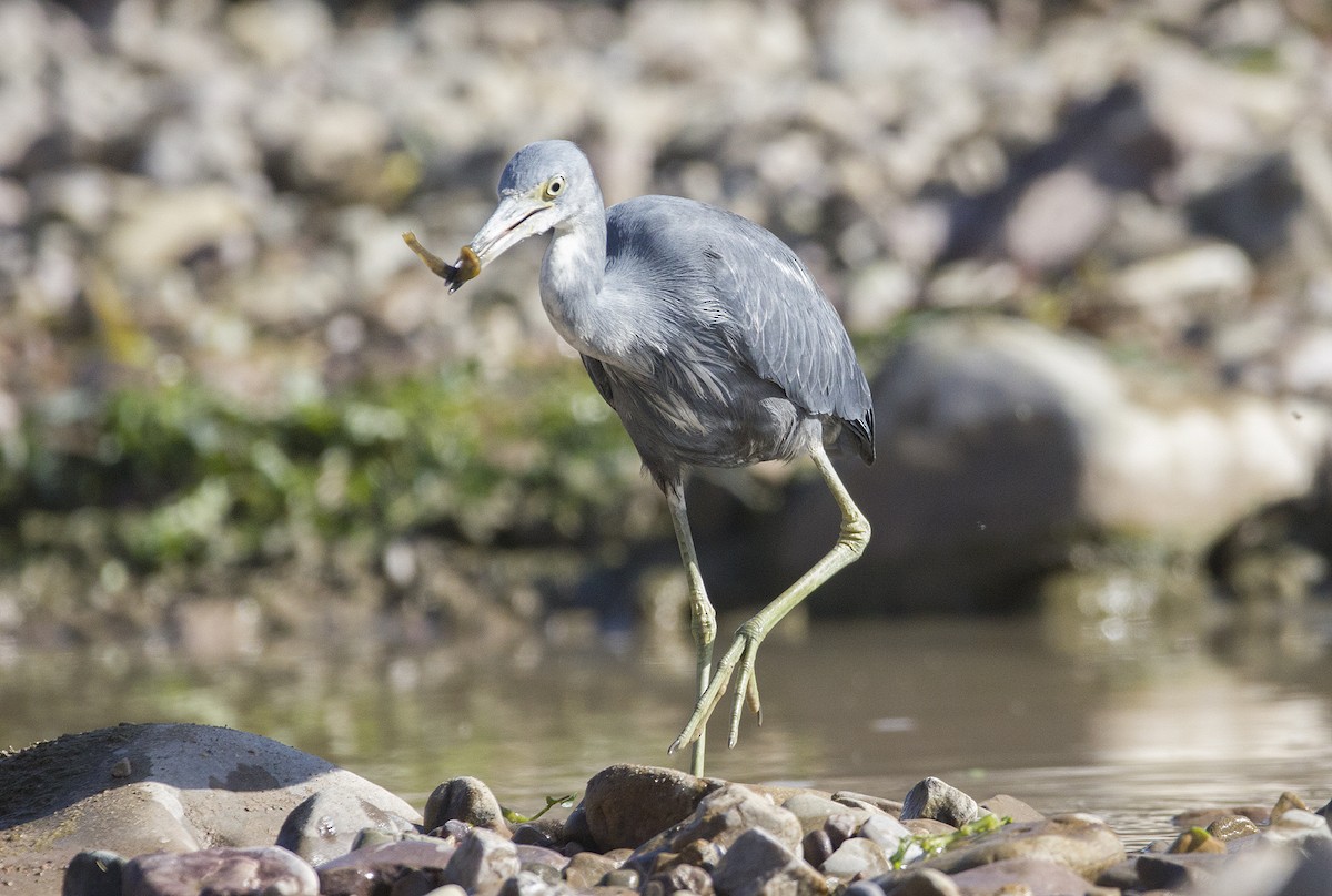 Little Blue Heron - ML466147461