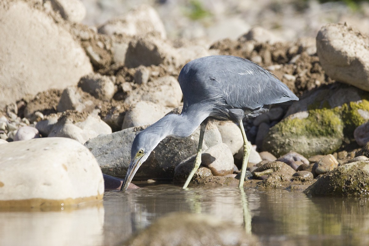 Little Blue Heron - ML466147791