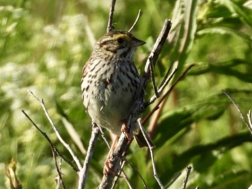 Savannah Sparrow - dominic chartier🦤