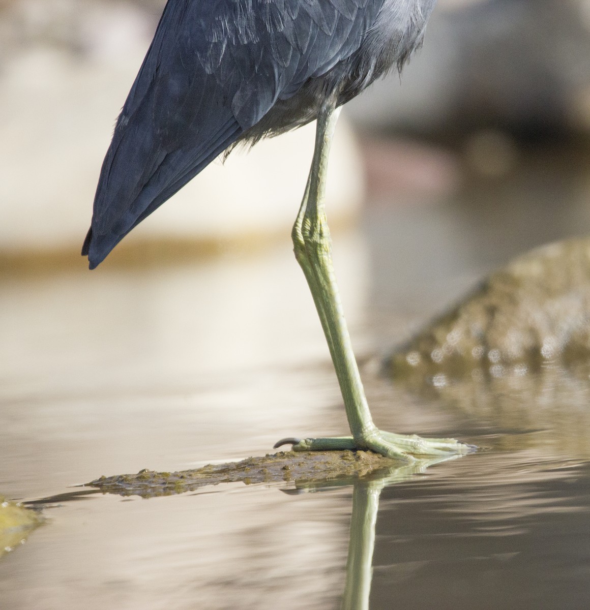 Little Blue Heron - ML466148261