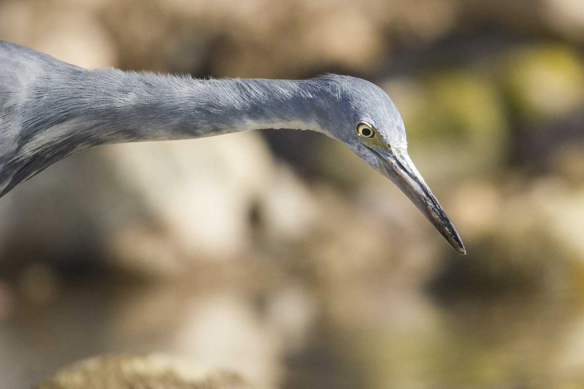 Little Blue Heron - ML466148801