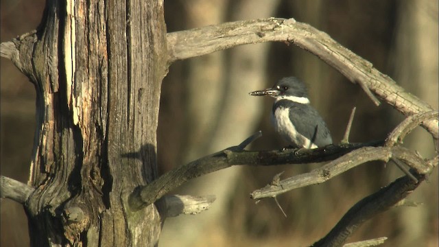 Belted Kingfisher - ML466149