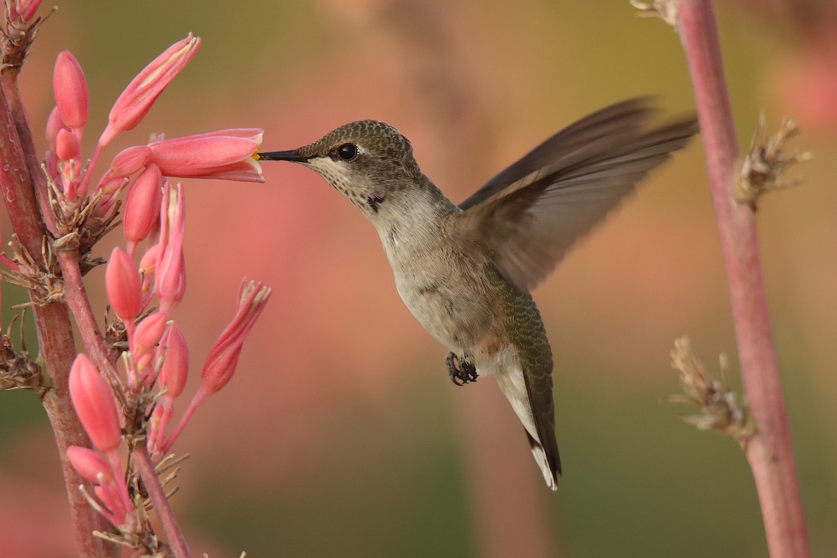 Black-chinned Hummingbird - ML466149171