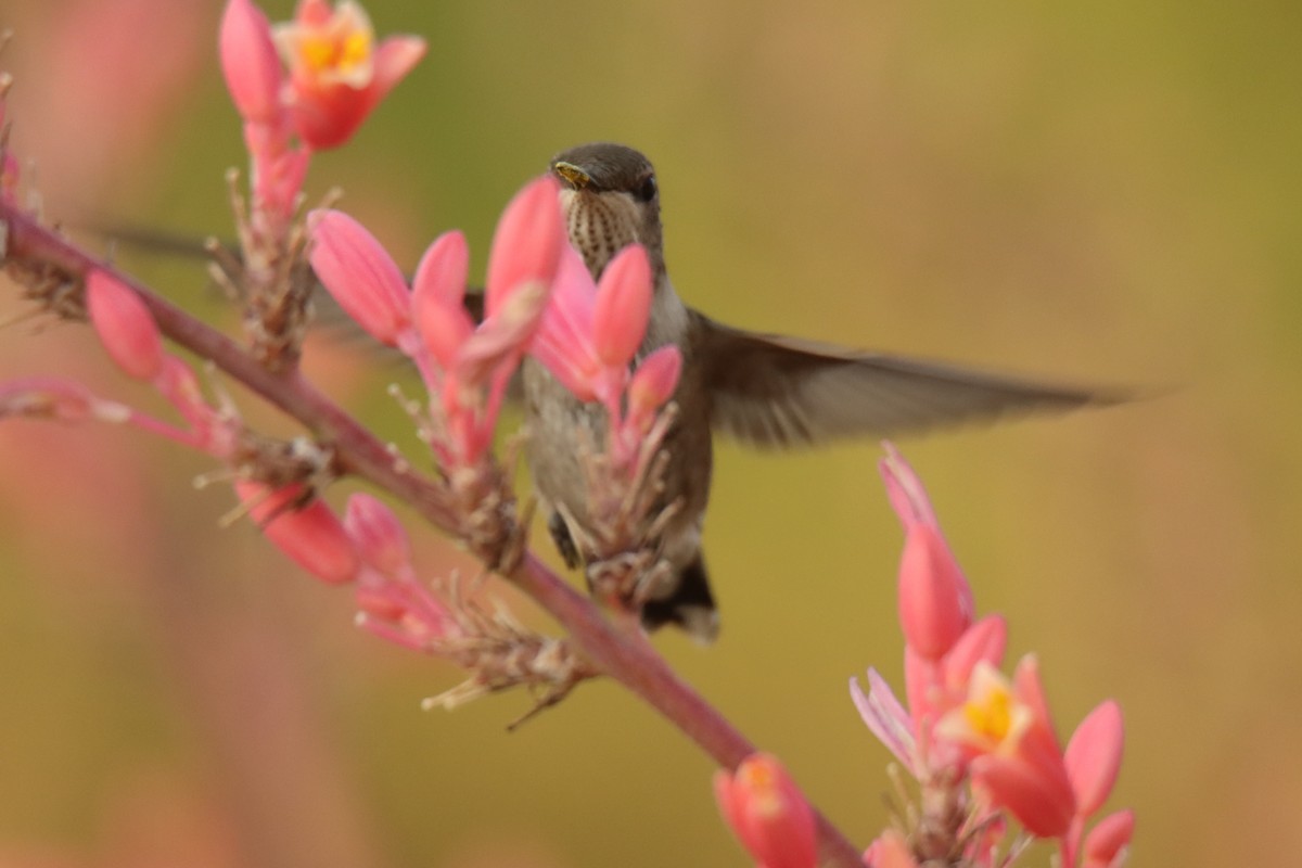 Black-chinned Hummingbird - ML466149341