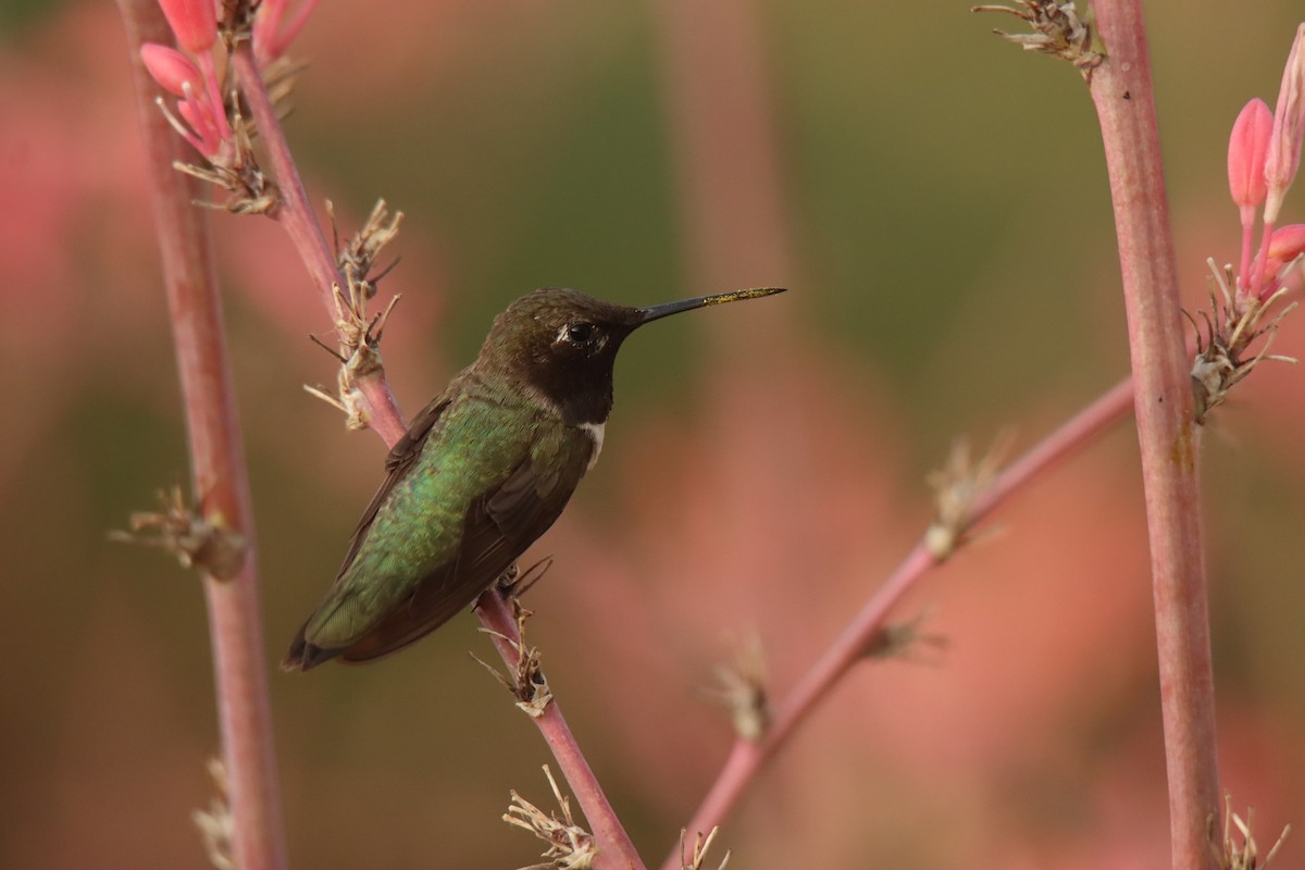 Black-chinned Hummingbird - ML466149441