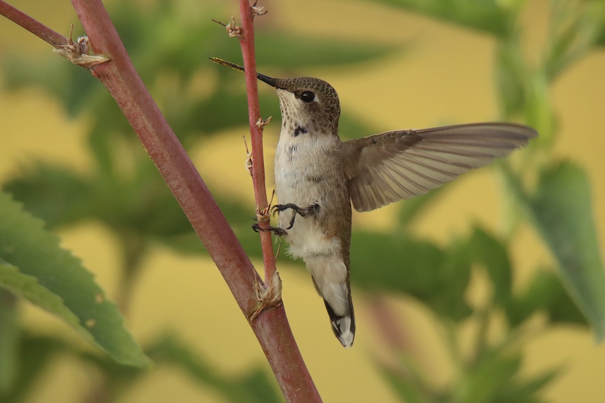 Black-chinned Hummingbird - ML466149451