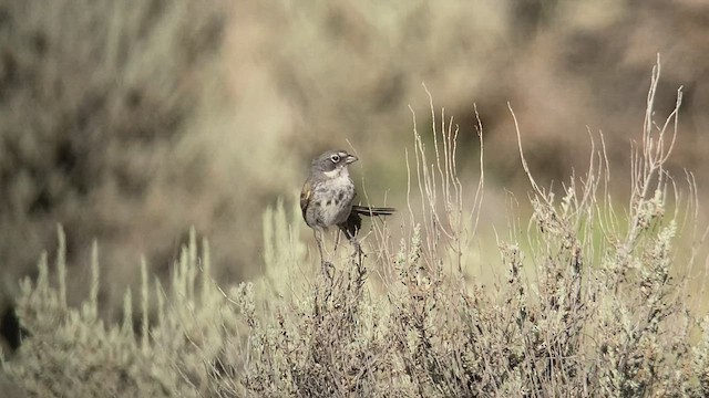 Sagebrush Sparrow - ML466149651