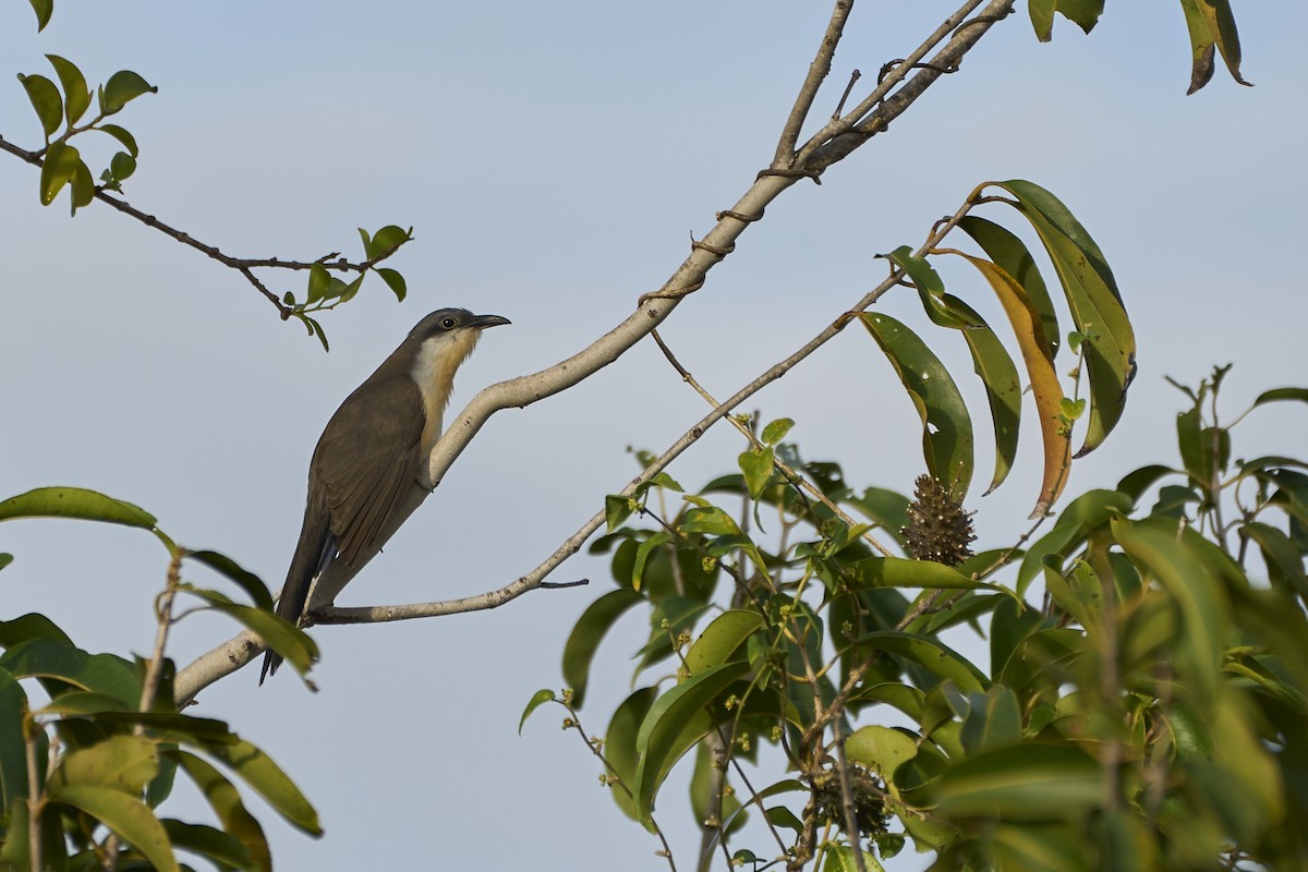 Dark-billed Cuckoo - ML466151971