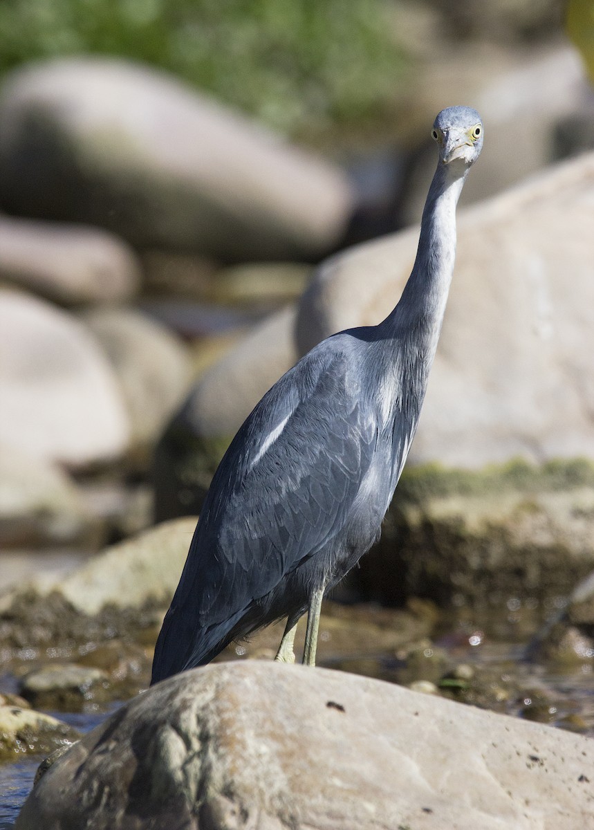 Little Blue Heron - ML466152431