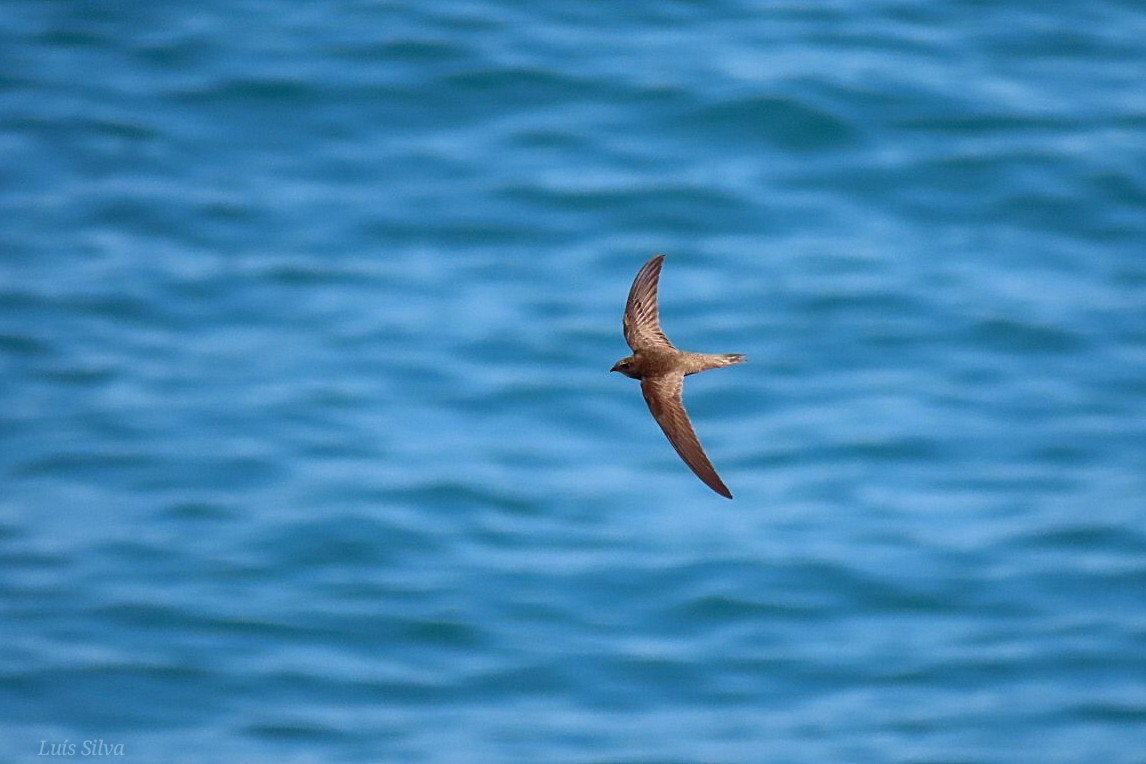 Pallid Swift - Luís Manuel Silva