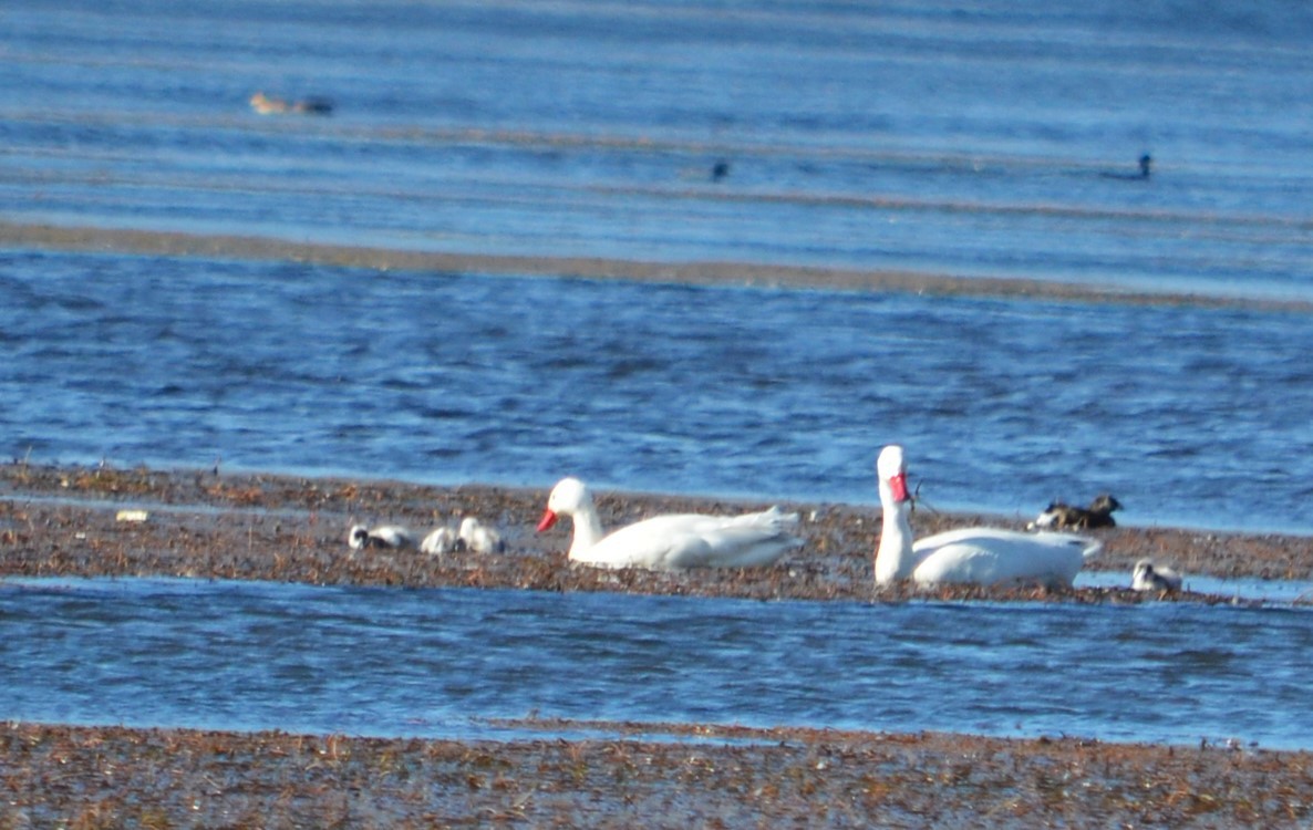 Coscoroba Swan - Viviana Fuentes