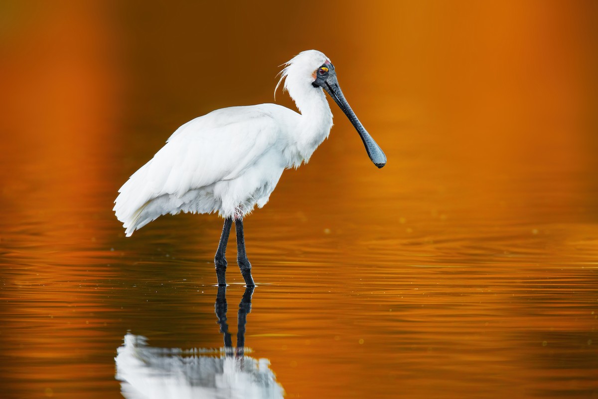 Royal Spoonbill - ML466156501