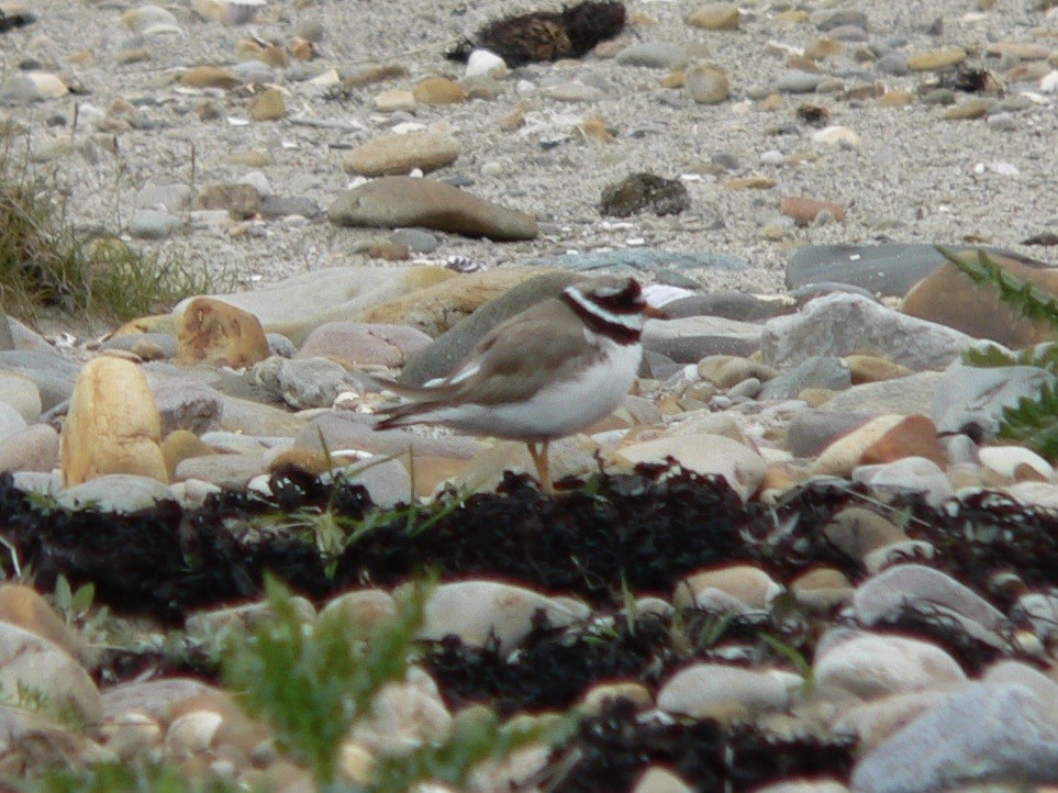 Common Ringed Plover - ML466156651