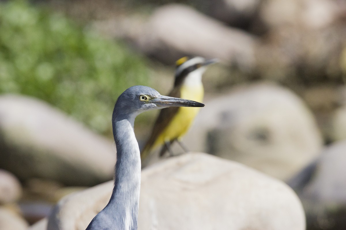 Little Blue Heron - ML466157571