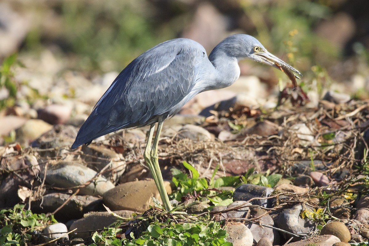 Little Blue Heron - ML466157591
