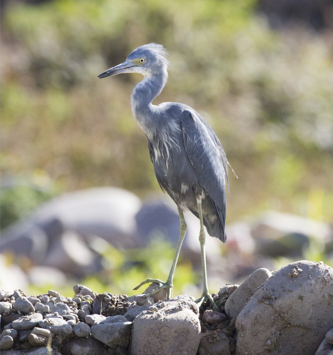 Little Blue Heron - ML466157611