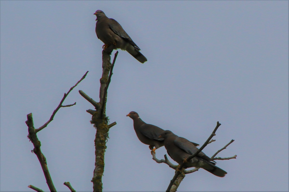Band-tailed Pigeon - ML466157881