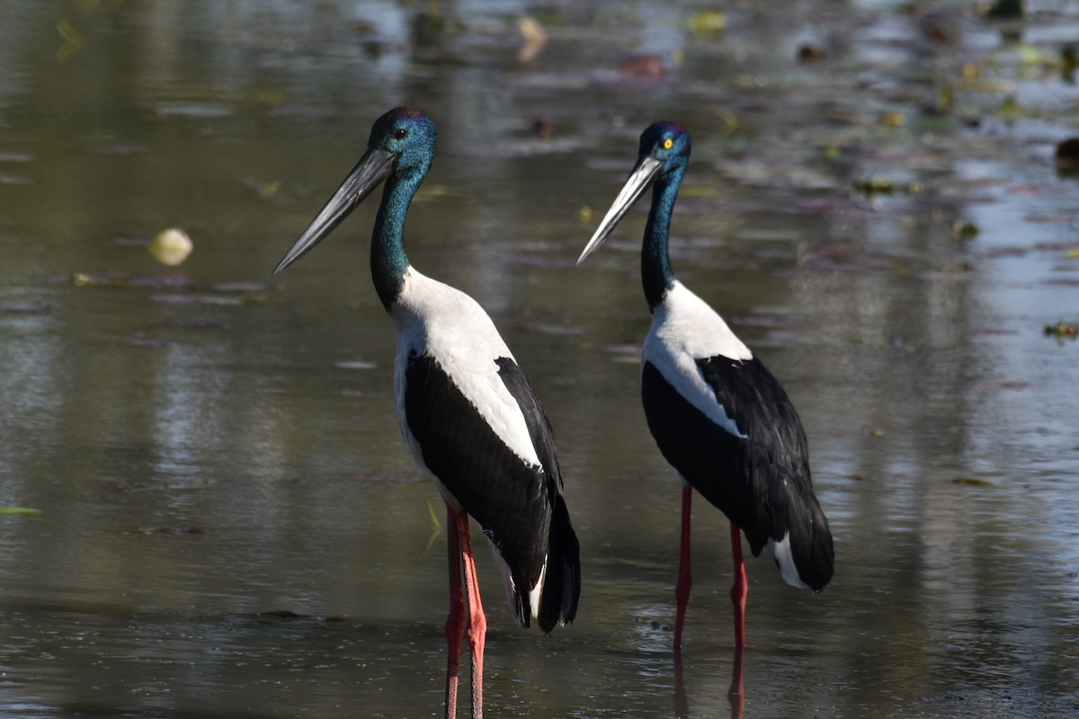 Black-necked Stork - ML466158231