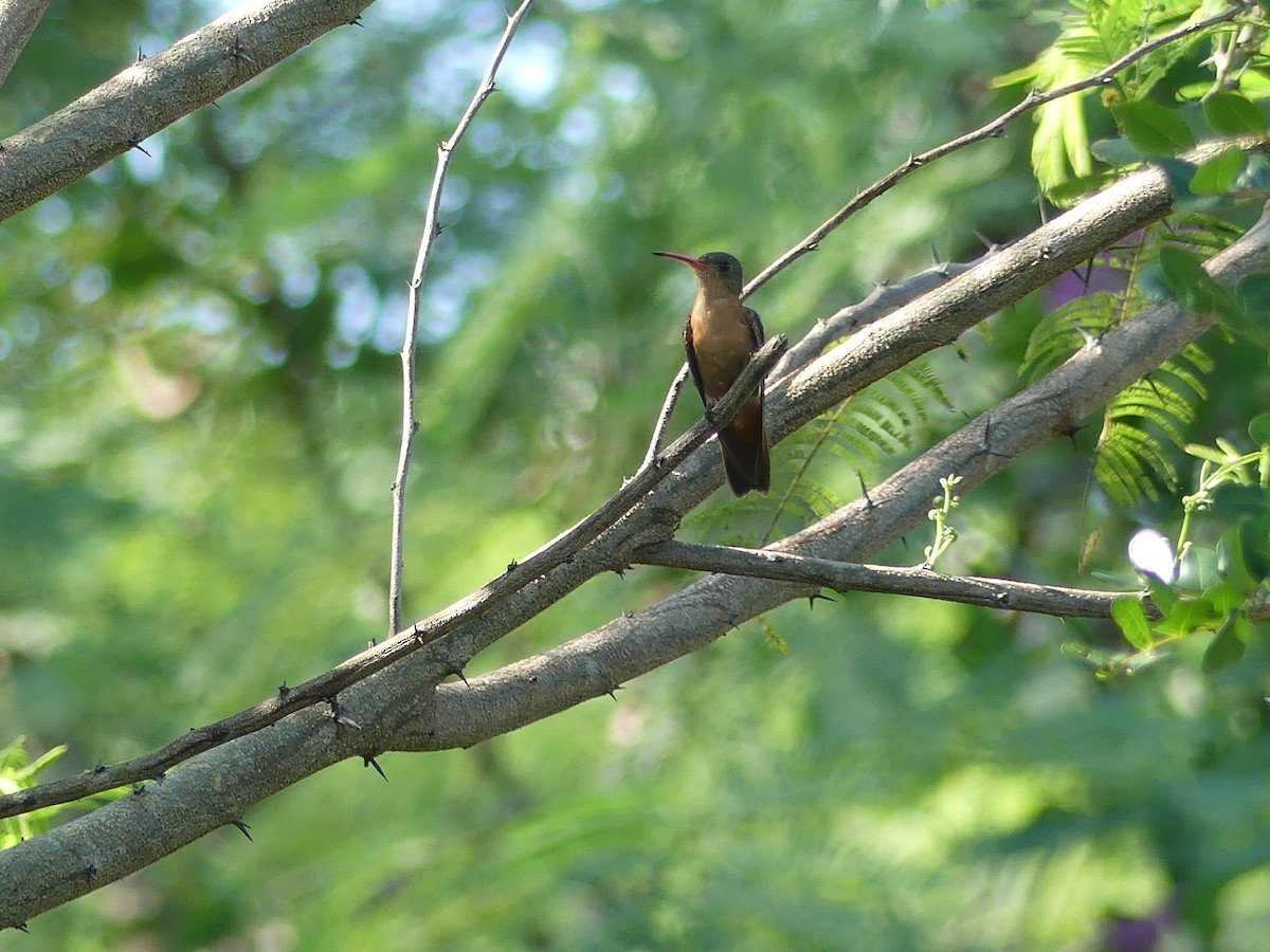 Cinnamon Hummingbird - ML466159641
