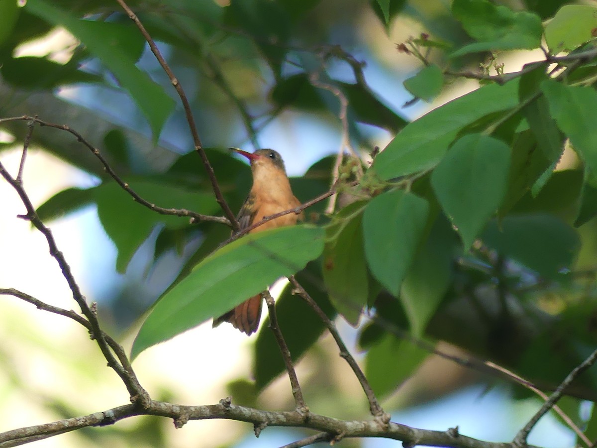 Cinnamon Hummingbird - ML466159661