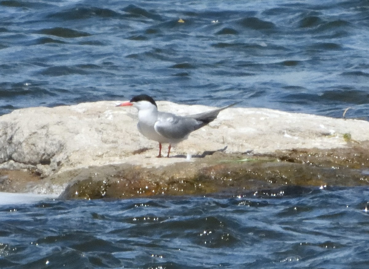 Common Tern - ML466159691