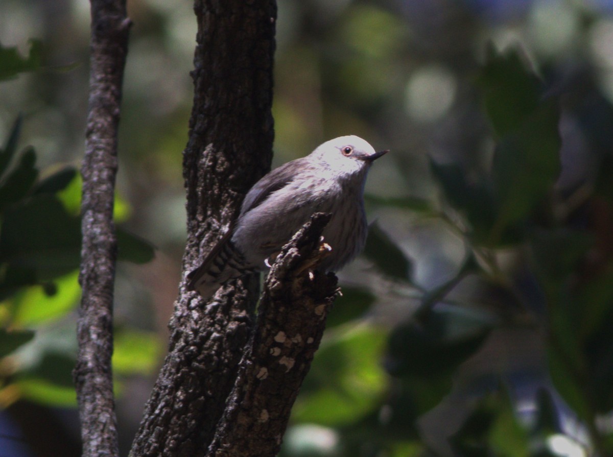 Varied Sittella - ML466161311