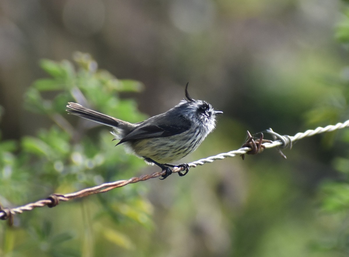 Tufted Tit-Tyrant - ML466161431