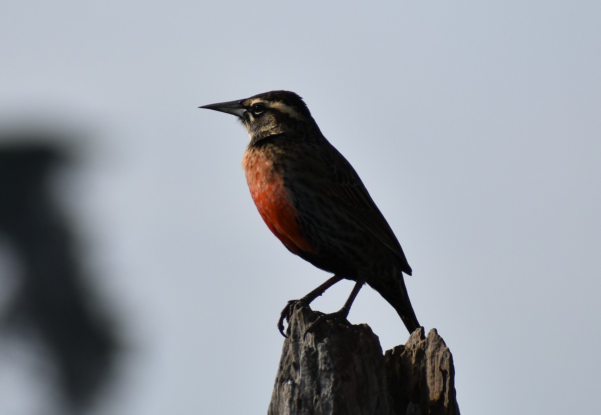 Long-tailed Meadowlark - ML466162001