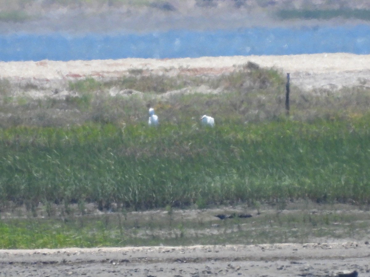 Great Egret - ML466162451