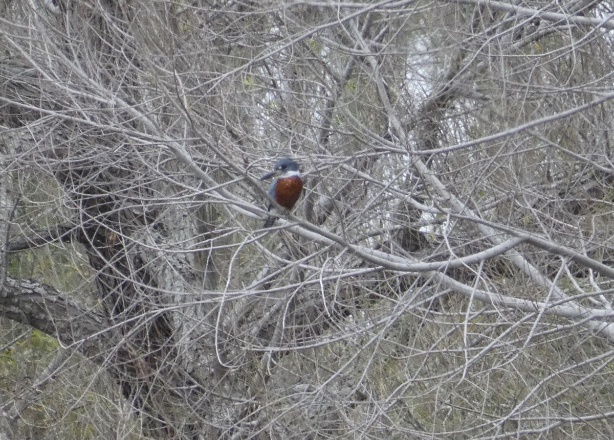 Ringed Kingfisher - ML466165591