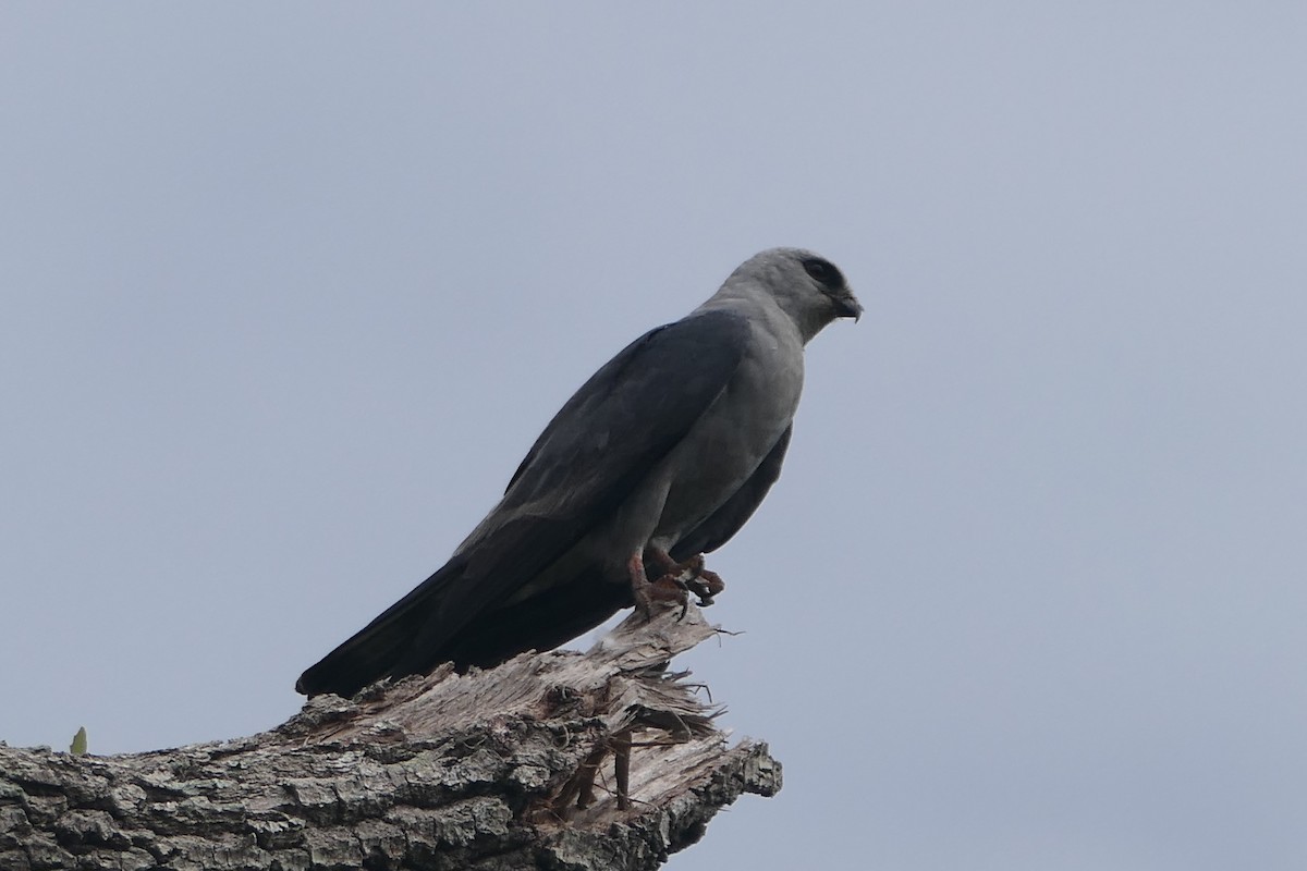 Mississippi Kite - ML466166781