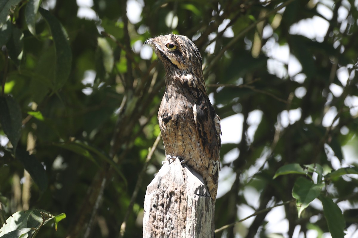 Common Potoo - George Brode